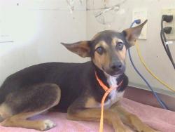 Shelter Stray Male Dog last seen HAPPY LN/KIEFER BLVD, SACRAMENTO CA 95827, 3839 Bradshaw Rd, Sacramento, CA 95827, USA