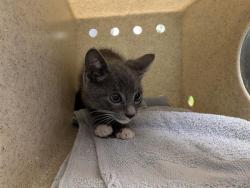 Shelter Stray Male Cat last seen Near BLOCK 44TH AVE S, AUBURN WA 98001, 21615 64th Ave S, Kent, WA 98032, USA