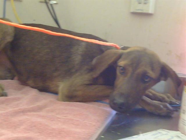 Shelter Stray Male Dog last seen HAPPY LN/KIEFER BLVD, SACRAMENTO CA 95827, 3839 Bradshaw Rd, Sacramento, CA 95827, USA