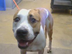 Shelter Stray Male Dog last seen EDISON AVE/HOWE AVE, SACRAMENTO CA 95821, 3839 Bradshaw Rd, Sacramento, CA 95827, USA