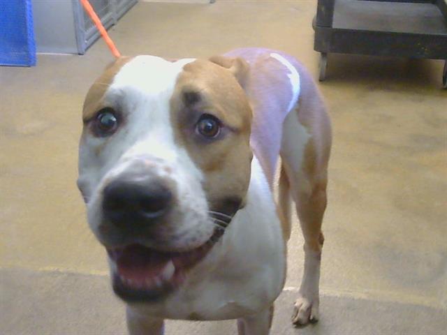 Shelter Stray Male Dog last seen EDISON AVE/HOWE AVE, SACRAMENTO CA 95821, 3839 Bradshaw Rd, Sacramento, CA 95827, USA