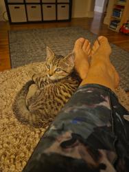 Lost Male Cat last seen Torry St & Angelo St., Brockton, MA 02301