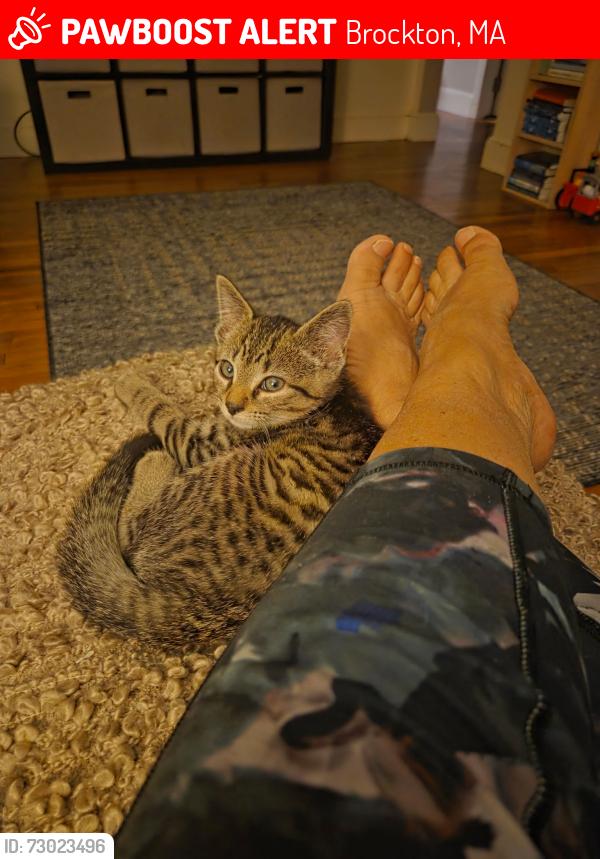 Lost Male Cat last seen Torry St & Angelo St., Brockton, MA 02301
