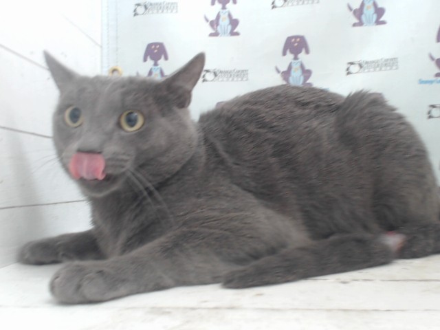 Shelter Stray Male Cat last seen , 2769 Conroy Rd, Orlando, FL 32839, USA