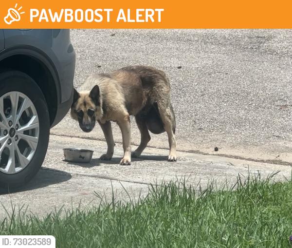 Found/Stray Male Dog last seen Texas National neighborhood in Willis, Willis, TX 77378