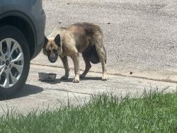 Found/Stray Male Dog last seen Texas National neighborhood in Willis, Willis, TX 77378
