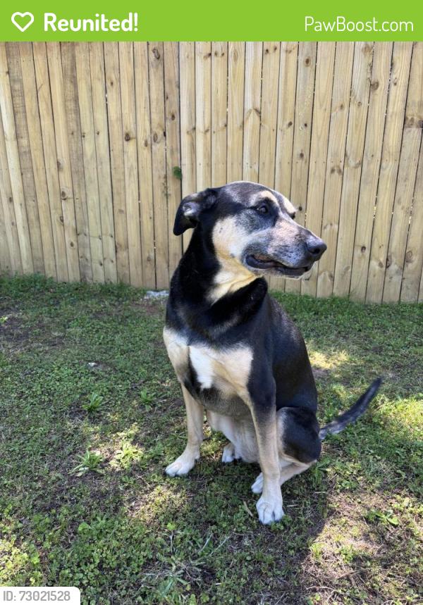 Reunited Female Dog last seen Target/ Starbucks/ Bada Bean, Tallahassee, FL 32301