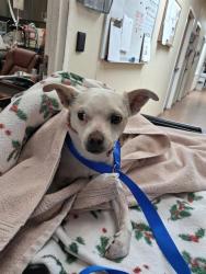 Shelter Stray Male Dog last seen , 130 Beyer Way, Chula Vista, CA 91911, USA