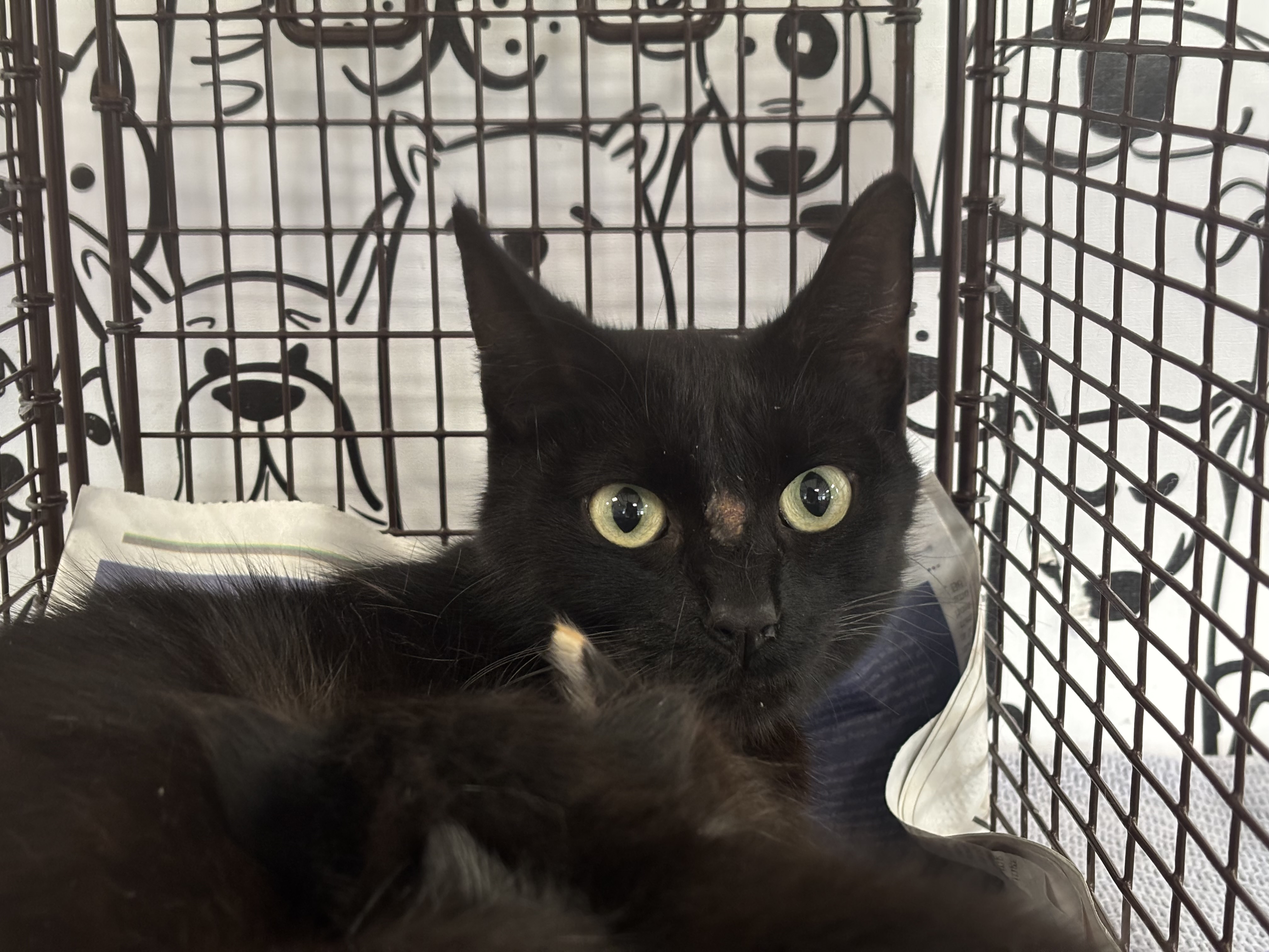 Shelter Stray Female Cat last seen , 957 N Gaffey St, San Pedro, CA 90731, USA