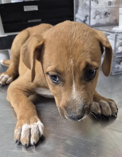 Shelter Stray Female Dog last seen Near BLOCK OGDEN ST, BAKERSFIELD CA 93305, 3951 Fruitvale Ave, Bakersfield, CA 93308, USA