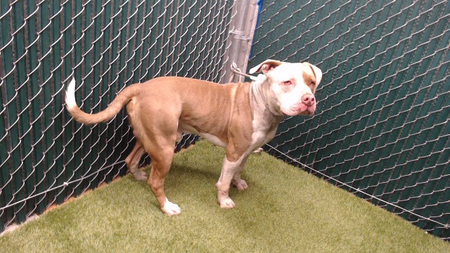 Shelter Stray Male Dog last seen , 11258 Garfield Ave, Downey, CA 90242, USA