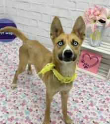 Shelter Stray Female Dog last seen Near BLOCK WHITCOMB ST, DETROIT, MI 48228, 7401 Chrysler Dr, Detroit, MI 48211, USA