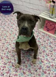 Shelter Stray Male Dog last seen Near BLOCK WHITCOMB ST, DETROIT, MI 48228, 7401 Chrysler Dr, Detroit, MI 48211, USA