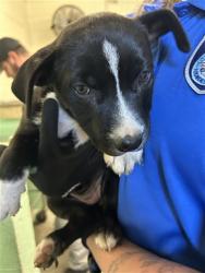 Shelter Stray Female Dog last seen , 2127 Front St, Sacramento, CA 95818, USA
