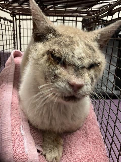 Shelter Stray Male Cat last seen Near BLOCK BLCK ALAMITOS AVE, SIGNAL HILL, CA 90755, Long Beach, CA 90755, USA