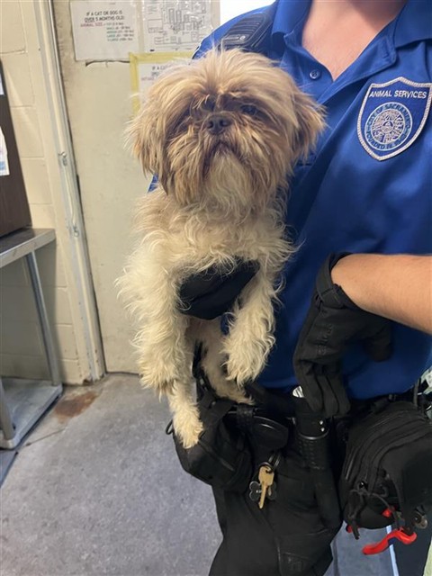Shelter Stray Female Dog last seen DEER LAKE DR & DEER HILL DR, 2127 Front St, Sacramento, CA 95818, USA