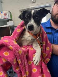 Shelter Stray Female Dog last seen DEER LAKE DR & DEER HILL DR, 2127 Front St, Sacramento, CA 95818, USA