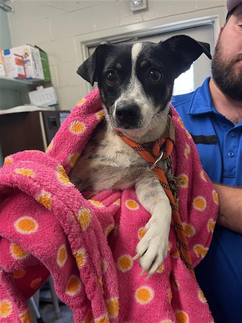 Shelter Stray Female Dog last seen DEER LAKE DR & DEER HILL DR, 2127 Front St, Sacramento, CA 95818, USA