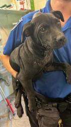 Shelter Stray Female Dog last seen DEER LAKE DR & DEER HILL DR, 2127 Front St, Sacramento, CA 95818, USA
