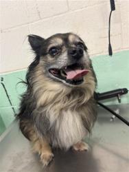 Shelter Stray Male Dog last seen DEER LAKE DR & DEER HILL DR, 2127 Front St, Sacramento, CA 95818, USA