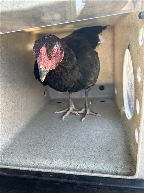 Shelter Stray Unknown Poultry last seen DEER LAKE DR & DEER HILL DR, 2127 Front St, Sacramento, CA 95818, USA