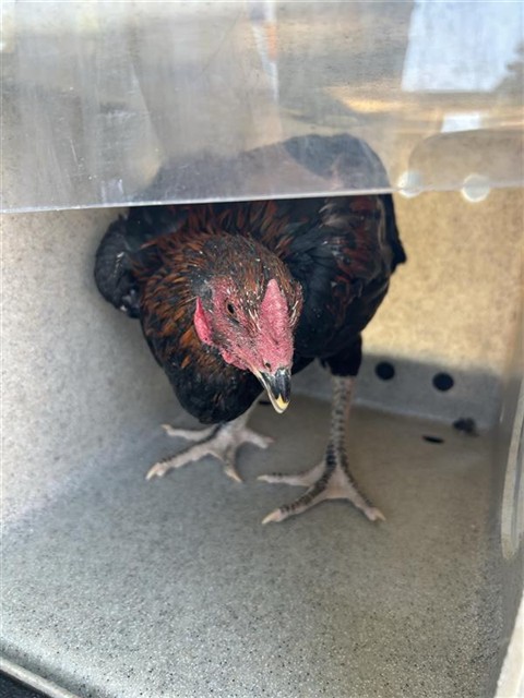 Shelter Stray Unknown Poultry last seen DEER LAKE DR & DEER HILL DR, 2127 Front St, Sacramento, CA 95818, USA