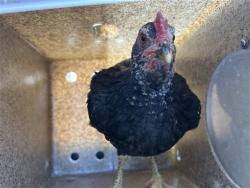 Shelter Stray Unknown Poultry last seen DEER LAKE DR & DEER HILL DR, 2127 Front St, Sacramento, CA 95818, USA