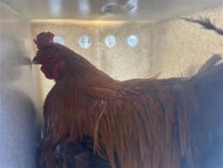Shelter Stray Unknown Poultry last seen DEER LAKE DR & DEER HILL DR, 2127 Front St, Sacramento, CA 95818, USA