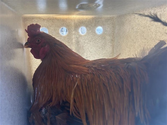 Shelter Stray Unknown Poultry last seen DEER LAKE DR & DEER HILL DR, 2127 Front St, Sacramento, CA 95818, USA