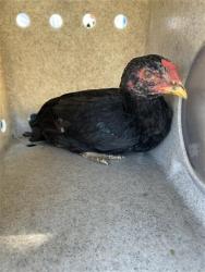Shelter Stray Unknown Poultry last seen DEER LAKE DR & DEER HILL DR, 2127 Front St, Sacramento, CA 95818, USA