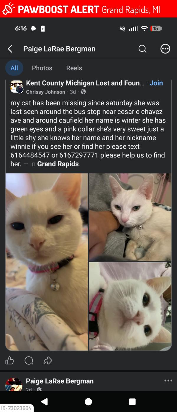 Lost Female Cat last seen Beacon at Sw, Grand Rapids, MI 49503