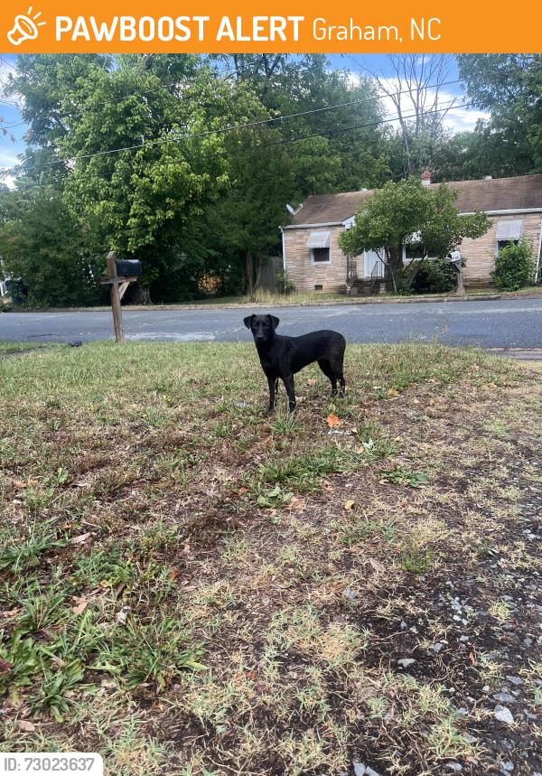 Found/Stray Female Dog last seen Parker st and Kernodle dr, Graham, NC 27253
