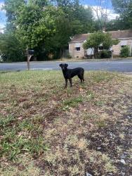 Found/Stray Female Dog last seen Parker st and Kernodle dr, Graham, NC 27253