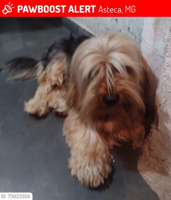 Lost Male Dog last seen Próximo a praça, Asteca, MG 