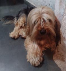 Lost Male Dog last seen Próximo a praça, Asteca, MG 