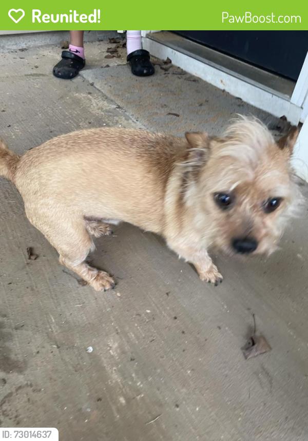 Reunited Male Dog last seen Mirror Lake , Villa Rica, GA 30180
