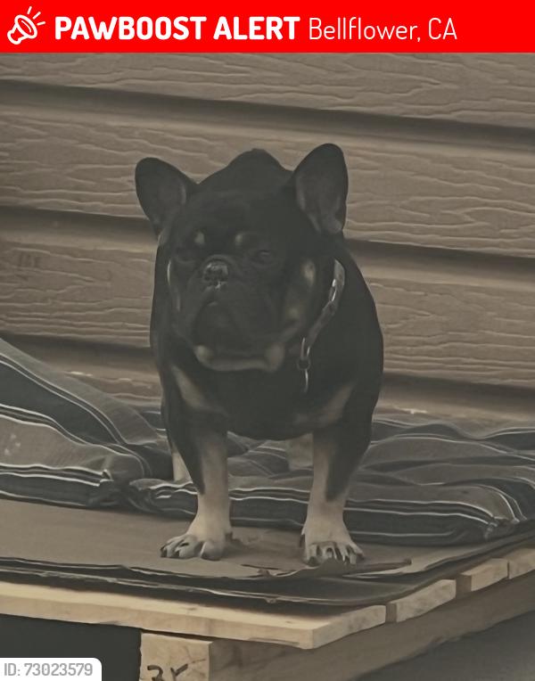 Lost Male Dog last seen Lakewood Blvd & Gardendale, 7 Eleven Gas Station , Bellflower, CA 90706