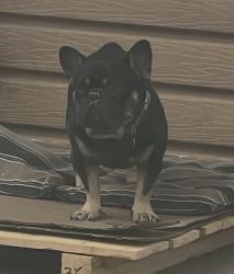 Lost Male Dog last seen Lakewood Blvd & Gardendale, 7 Eleven Gas Station , Bellflower, CA 90706