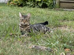 Found/Stray Male Cat last seen Eanes Lane, Richmond, VA 23231