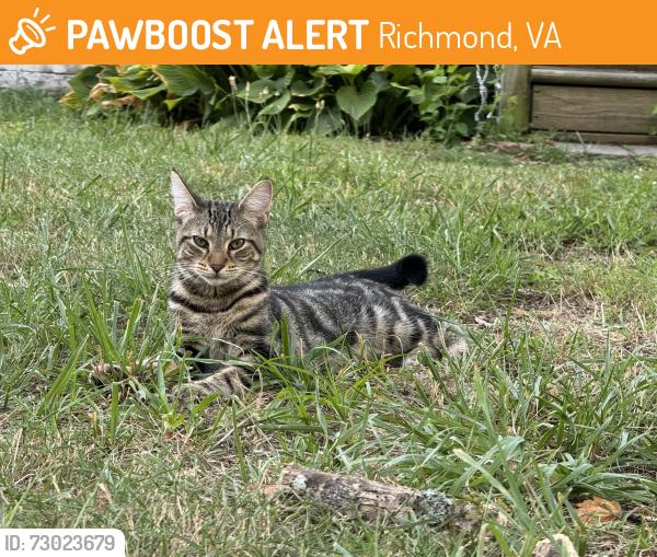 Found/Stray Male Cat last seen Eanes Lane, Richmond, VA 23231