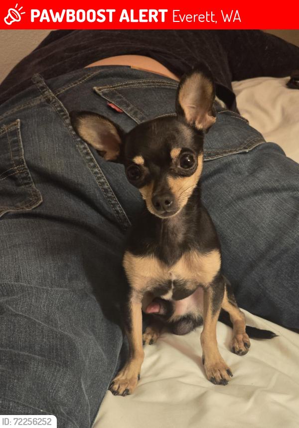Lost Male Dog last seen 21st and Lombard Everett Washington, Everett, WA 98204