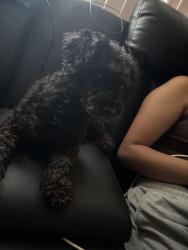 Found/Stray Female Dog last seen Carey and Ellis st north Las Vegas , North Las Vegas, NV 89030