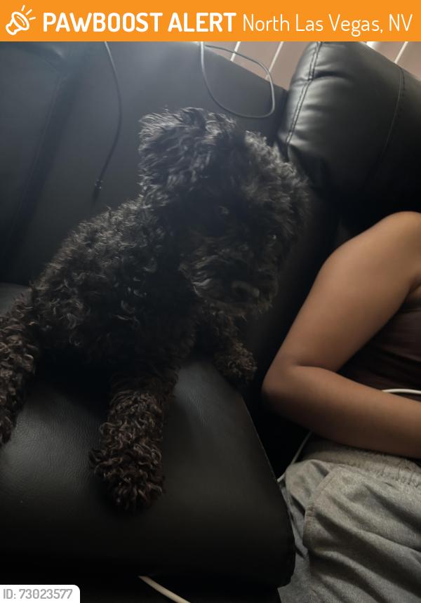 Found/Stray Female Dog last seen Carey and Ellis st north Las Vegas , North Las Vegas, NV 89030