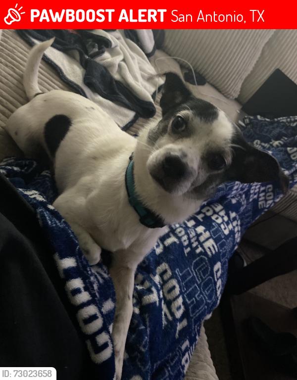 Lost Male Dog last seen Thousand Oaks/wetmore, San Antonio, TX 78232