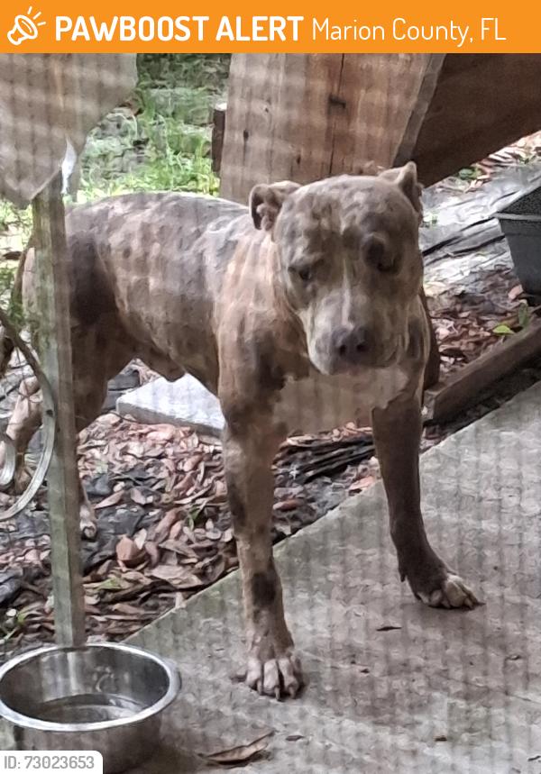 Found/Stray Male Dog last seen Nw 4th ter, Marion County, FL 32113