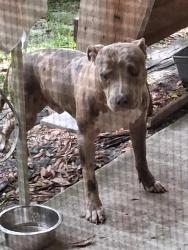 Found/Stray Male Dog last seen Nw 4th ter, Marion County, FL 32113