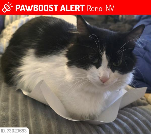 Lost Female Cat last seen lemmon drive and military road, Reno, NV 89506
