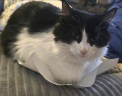 Lost Female Cat last seen lemmon drive and military road, Reno, NV 89506