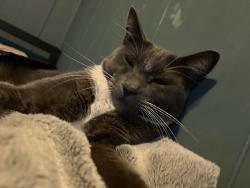 Lost Male Cat last seen Rustic Ridge Mobile Home Park, Trailer 6, Chattaroy, WA 99003