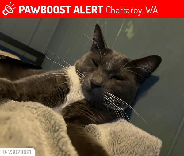 Lost Male Cat last seen Rustic Ridge Mobile Home Park, Trailer 6, Chattaroy, WA 99003